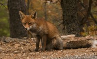 /album/fotogaleria-mamiferos/zorro-vulpes-vulpes-jpg/
